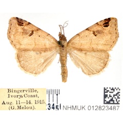 /filer/webapps/moths/media/images/A/argillacea_Marcipa_AM_BMNH.jpg