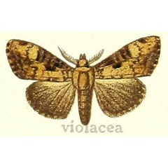 /filer/webapps/moths/media/images/V/violacea_Dasychira_STM_Hering_24g.jpg