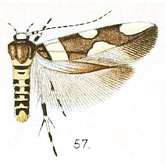/filer/webapps/moths/media/images/D/distincta_Stagmatophora_HT_Walsingham_6-57.jpg