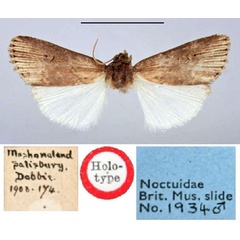 /filer/webapps/moths/media/images/E/ecstrigata_Agrotis_HT_BMNH.jpg