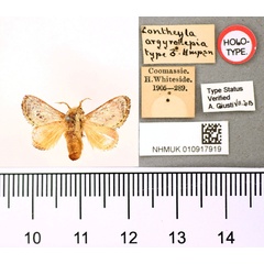 /filer/webapps/moths/media/images/A/argyrolepia_Cocheyla_HT_BMNH.jpg