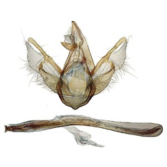 /filer/webapps/moths/media/images/A/ariditatis_Crambicybalomia_GM_BMNH.jpg