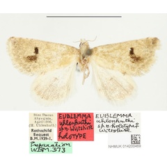 /filer/webapps/moths/media/images/U/uhlenhuthi_Eublemma_HT_BMNH.jpg