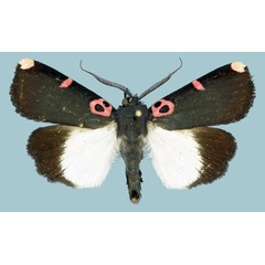 /filer/webapps/moths/media/images/L/laurae_Callyna_AM_Basquin_02.jpg