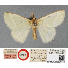 /filer/webapps/moths/media/images/P/picticosta_Neromia_HT_BMNHa.jpg