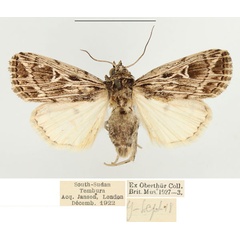 /filer/webapps/moths/media/images/R/reticulata_Leucania_AF_BMNH.jpg