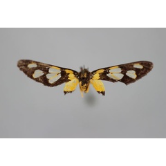 /filer/webapps/moths/media/images/A/anapera_Stictonaclia_LT_BMNH.jpg