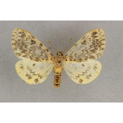 /filer/webapps/moths/media/images/D/diaphana_Paramaenas_HT_BMNH.jpg