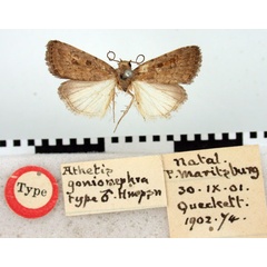 /filer/webapps/moths/media/images/G/gonionephra_Athetis_HT_BMNH.jpg