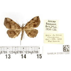 /filer/webapps/moths/media/images/C/camerunia_Pangrapta_PT_BMNH.jpg