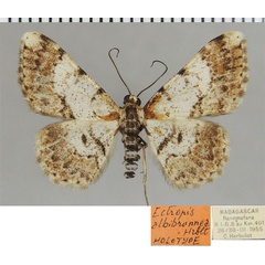 /filer/webapps/moths/media/images/A/albobrunnea_Ectropis_HT_ZSMa.jpg