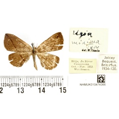 /filer/webapps/moths/media/images/M/minima_Ugia_HT_BMNH.jpg