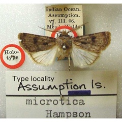 /filer/webapps/moths/media/images/M/microtica_Agrotis_HT_BMNH.jpg