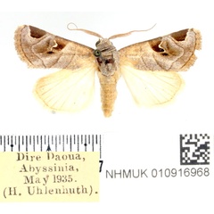 /filer/webapps/moths/media/images/C/calimanii_Brevipecten_AM_BMNH_02.jpg