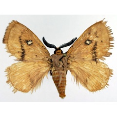 /filer/webapps/moths/media/images/M/medora_Hamatia_AM_Basquin_02.jpg