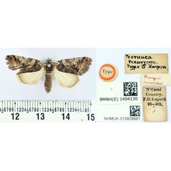 /filer/webapps/moths/media/images/R/recurrens_Proruaca_HT_BMNH.jpg