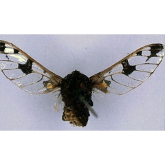 /filer/webapps/moths/media/images/D/diaphana_Balacra_HT_BMNH_02.jpg
