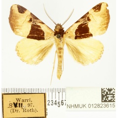 /filer/webapps/moths/media/images/C/catoxantha_Marcipa_AM_BMNH.jpg