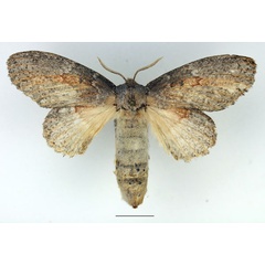 /filer/webapps/moths/media/images/M/marshalli_Metajana_AF_Basquin.jpg