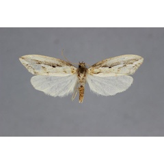 /filer/webapps/moths/media/images/F/falcata_Exilisia_PT_BMNH.jpg