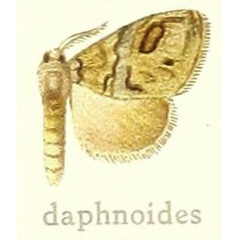 /filer/webapps/moths/media/images/D/daphnoides_Dasychira_HT_Hering_27e.jpg