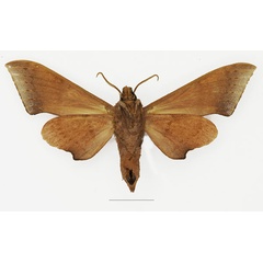 /filer/webapps/moths/media/images/C/convexus_Neopolyptychus_AM_Basquin_01b.jpg