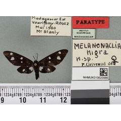 /filer/webapps/moths/media/images/N/nigra_Melanonaclia_PTF_BMNHa.jpg