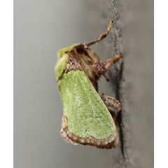 /filer/webapps/moths/media/images/U/urda_Latoia_A_Voaden.jpg