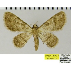 /filer/webapps/moths/media/images/O/occidentalis_Gymnoscelis_PTF_ZSM.jpg