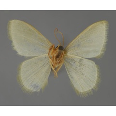 /filer/webapps/moths/media/images/D/dorsicristata_Chlorissa_A_ZSM_02.jpg