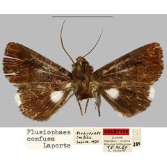 /filer/webapps/moths/media/images/C/confusa_Plusiophaes_HT_MNHN.jpg