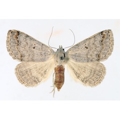 /filer/webapps/moths/media/images/M/misera_Plecoptera_AF_TMSA_02.jpg