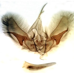 /filer/webapps/moths/media/images/C/conservuloides_Tracheplexia_GMHT_Berio-3535.jpg