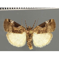 /filer/webapps/moths/media/images/B/brunneaplaga_Ethionodes_AM_Fiebig.jpg