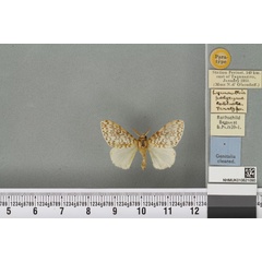 /filer/webapps/moths/media/images/P/polycyma_Lymantria_PTM_BMNH_02a.jpg