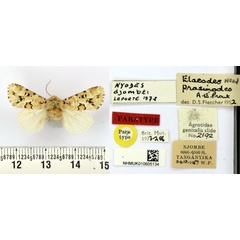 /filer/webapps/moths/media/images/N/njombei_Nyodes_HT_BMNH.jpg