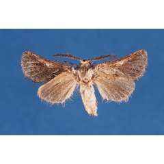 /filer/webapps/moths/media/images/D/dupreezi_Arbelodes_HT_BMNH.jpg