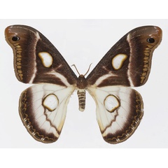 /filer/webapps/moths/media/images/A/albidus_Epiphora_AF_Basquin.jpg