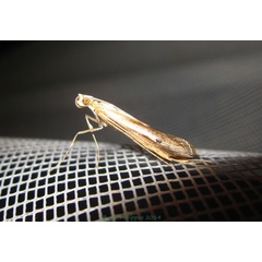 /filer/webapps/moths/media/images/G/gigantalis_Eucalsta_A_Bippus.jpg