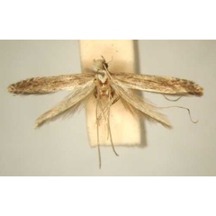 /filer/webapps/moths/media/images/D/dystacta_Pleiomorpha_PT_TMSA6109.jpg