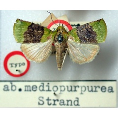 /filer/webapps/moths/media/images/M/mediopurpurea_Lophocrama_HT_BMNH.jpg