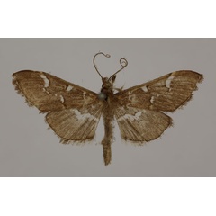 /filer/webapps/moths/media/images/M/maculilinealis_Syllepte_HT_BMNH.jpg