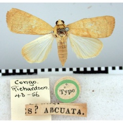 /filer/webapps/moths/media/images/A/arcuata_Xanthodes_HT_BMNH.jpg