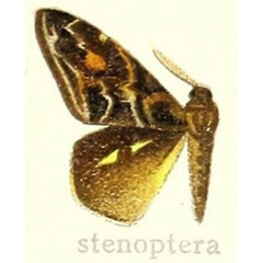 /filer/webapps/moths/media/images/S/stenoptera_Hemerophanes_HT_Hering_25c.jpg
