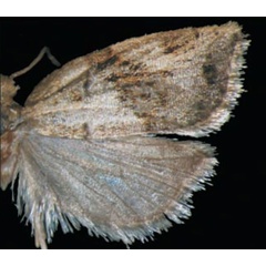 /filer/webapps/moths/media/images/S/sciarrettae_Lozotaenia_HT_Trematerra.jpg