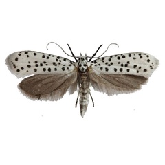 /filer/webapps/moths/media/images/H/horologa_Yponomeuta_AM_Agassiz.jpg
