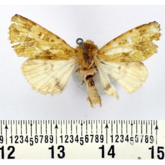 /filer/webapps/moths/media/images/M/makokoui_Nyodes_AM_BMNH_01.jpg