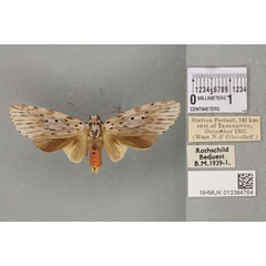 /filer/webapps/moths/media/images/P/postexcisa_Phryganopteryx_PT_BMNH_02a.jpg