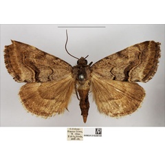/filer/webapps/moths/media/images/L/leucostigmata_Cytothymia_AM_NHMUK.jpg