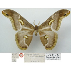 /filer/webapps/moths/media/images/C/conjuncta_Drepanoptera_HT_NHMUKa.jpg